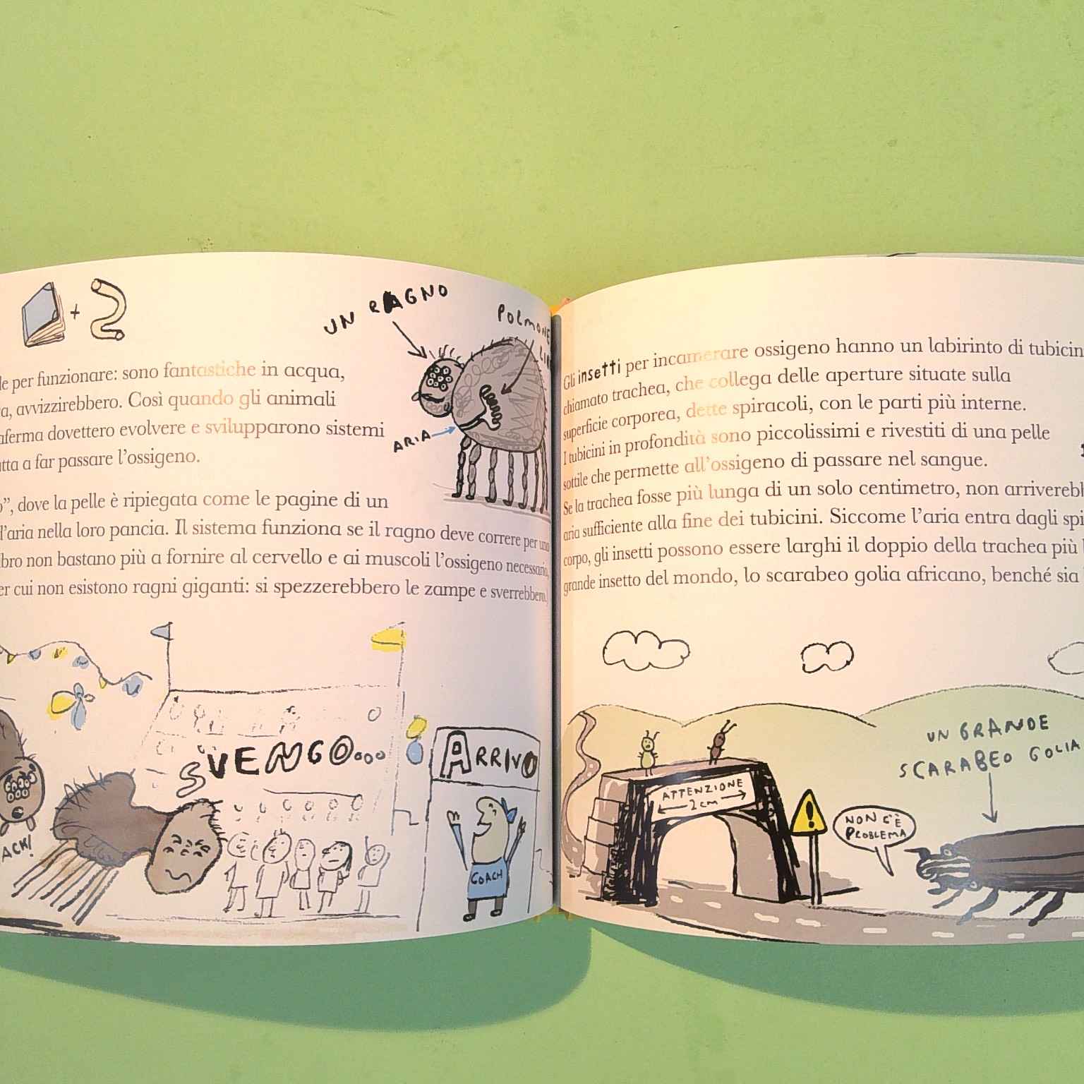 GRANDE PROPRIO COSÌ - immagine 4