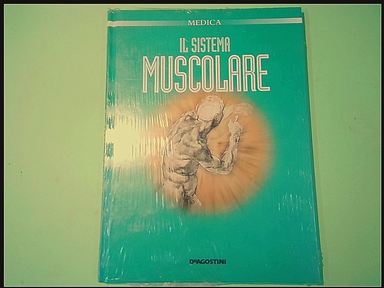 IL SISTEMA MUSCOLARE
