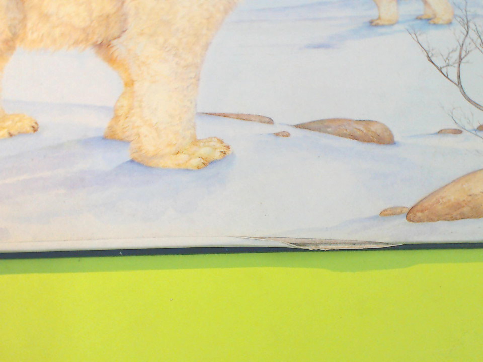 THE MIDNIGHT BEAR - immagine 2