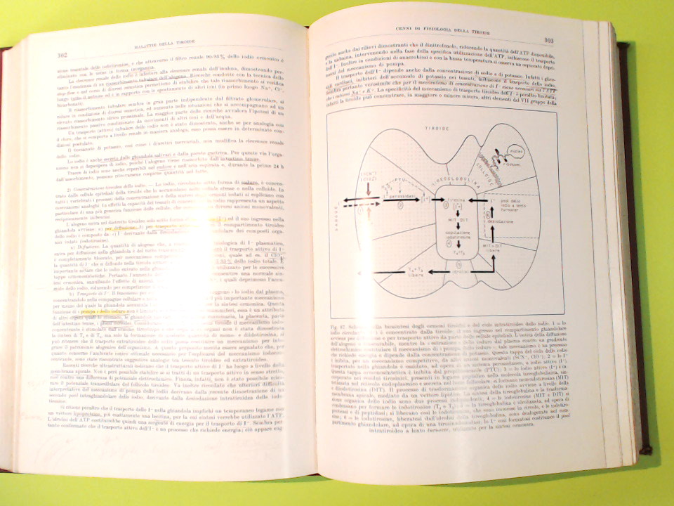 TRATTATO ITALIANO DI MEDICINA INTERNA - immagine 6
