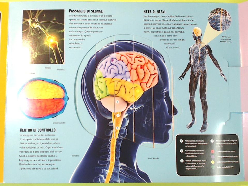 CORPO UMANO APRI E SCOPRI - immagine 3