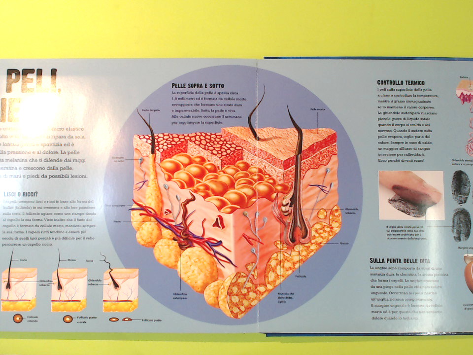 CORPO UMANO APRI E SCOPRI - immagine 5