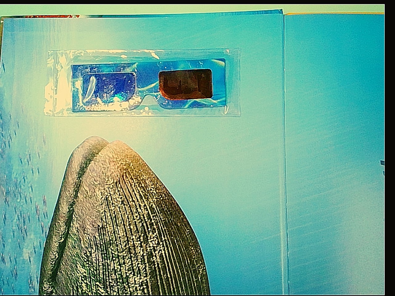 EXPLORING THE OCEAN WITH 3D IMAGES AND GLASSES - immagine 4