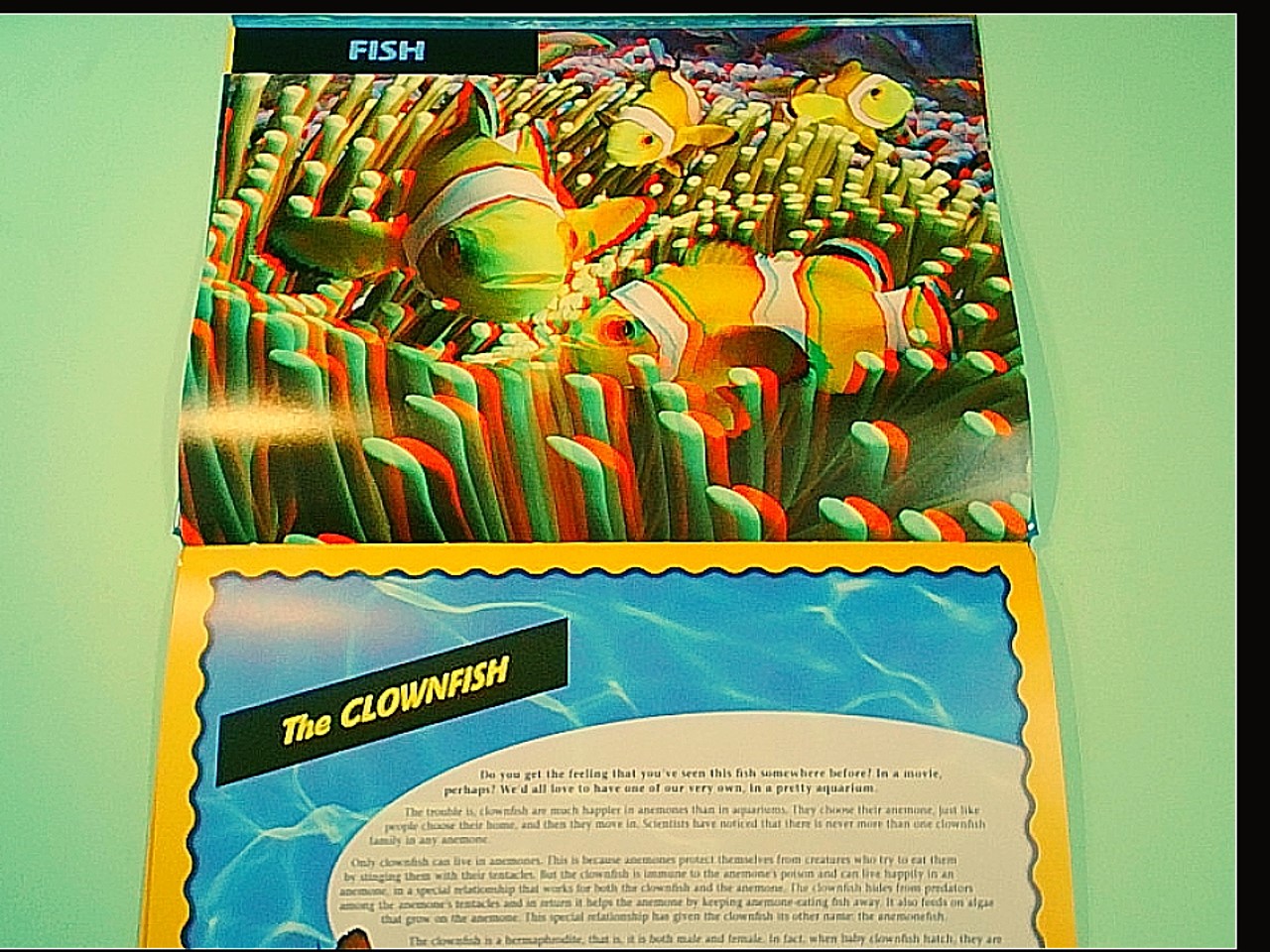 EXPLORING THE OCEAN WITH 3D IMAGES AND GLASSES - immagine 2