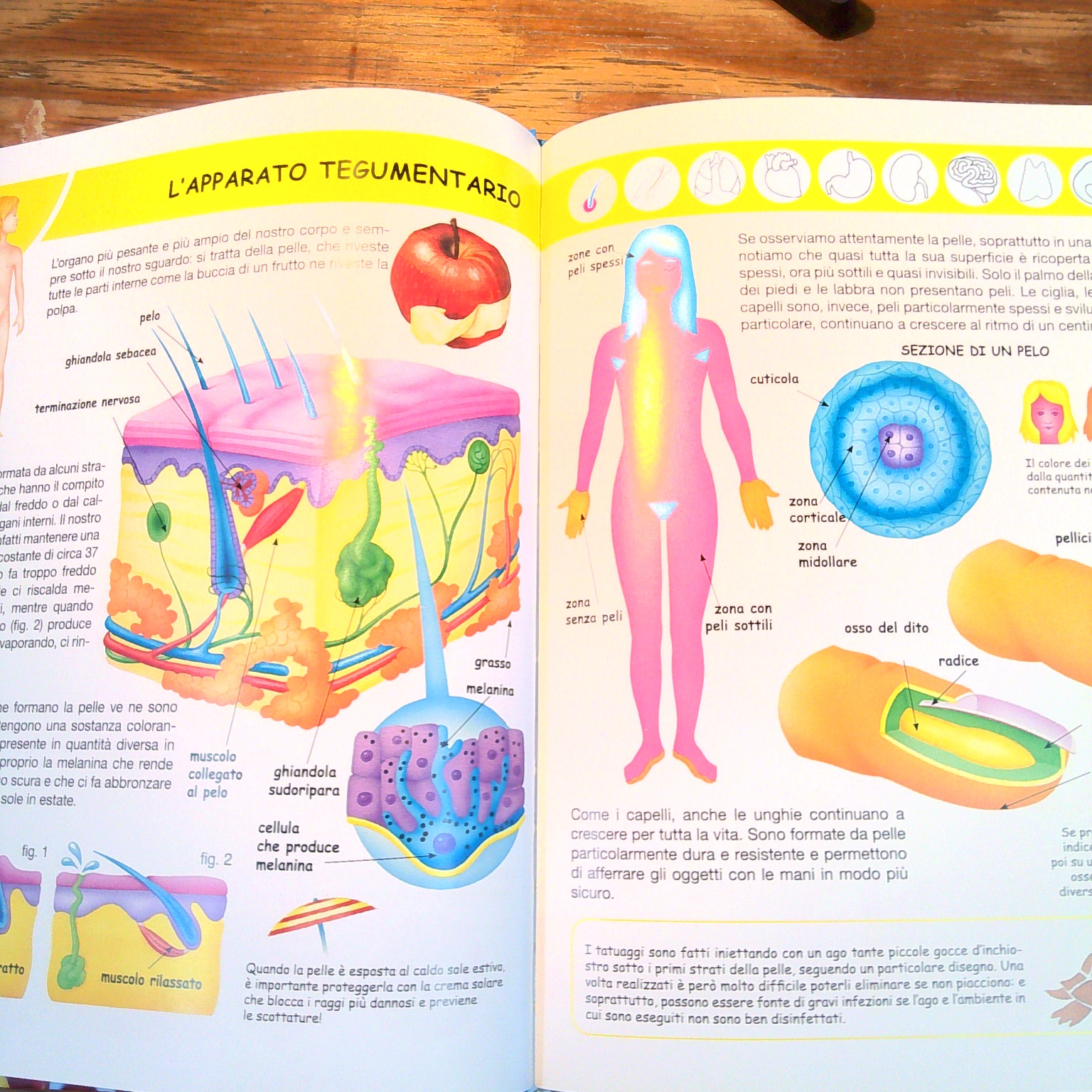 IL CORPO UMANO - immagine 3