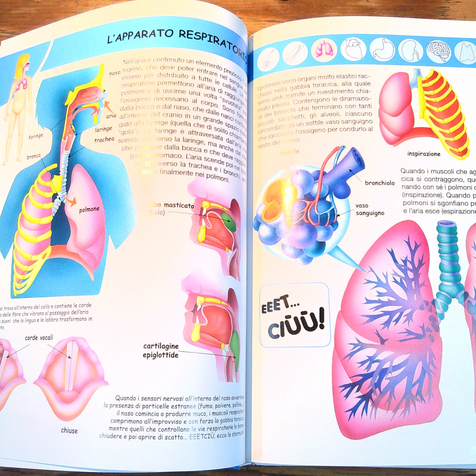 IL CORPO UMANO - immagine 4