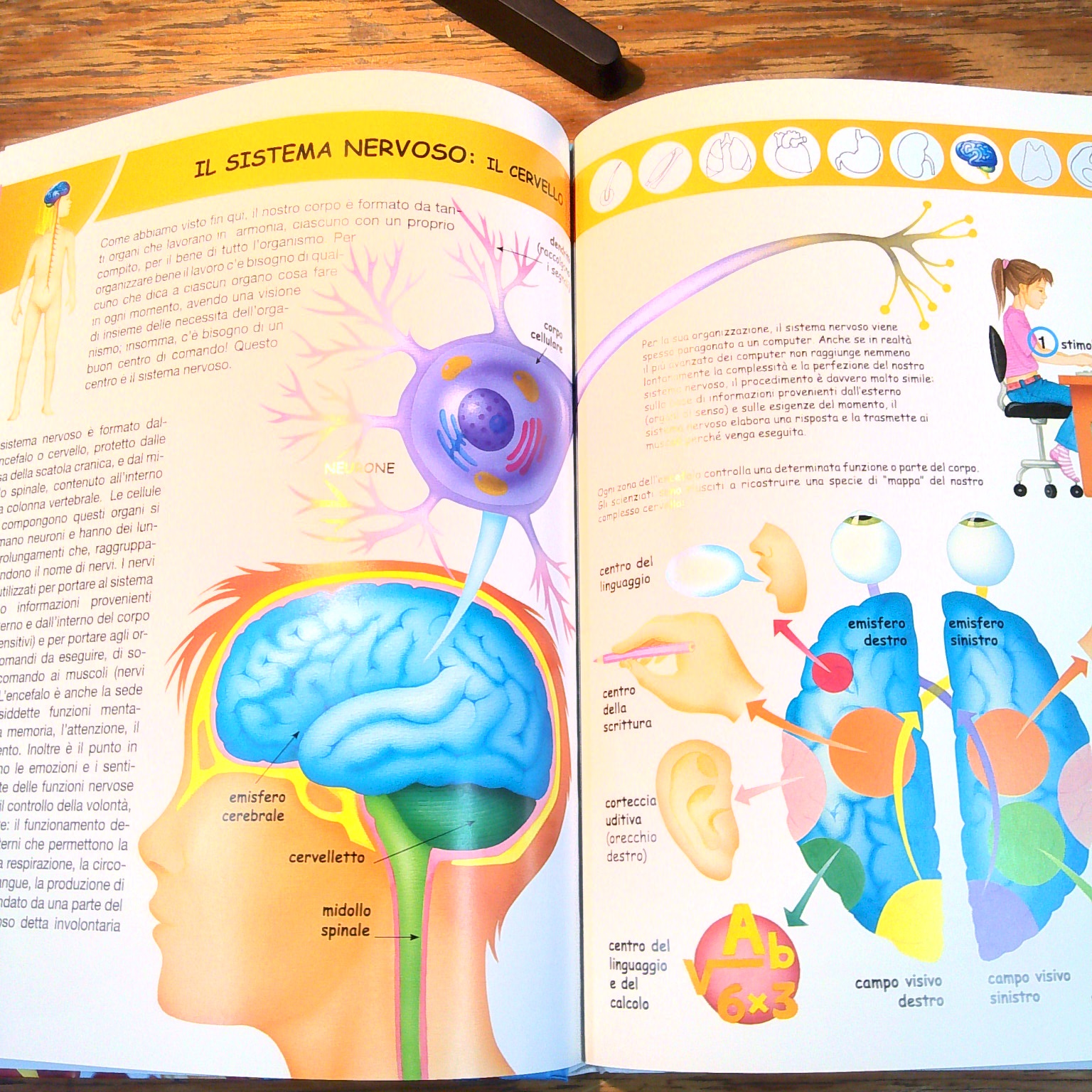 IL CORPO UMANO - immagine 2