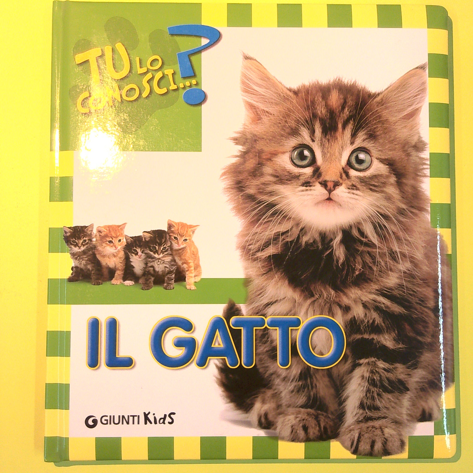 IL GATTO