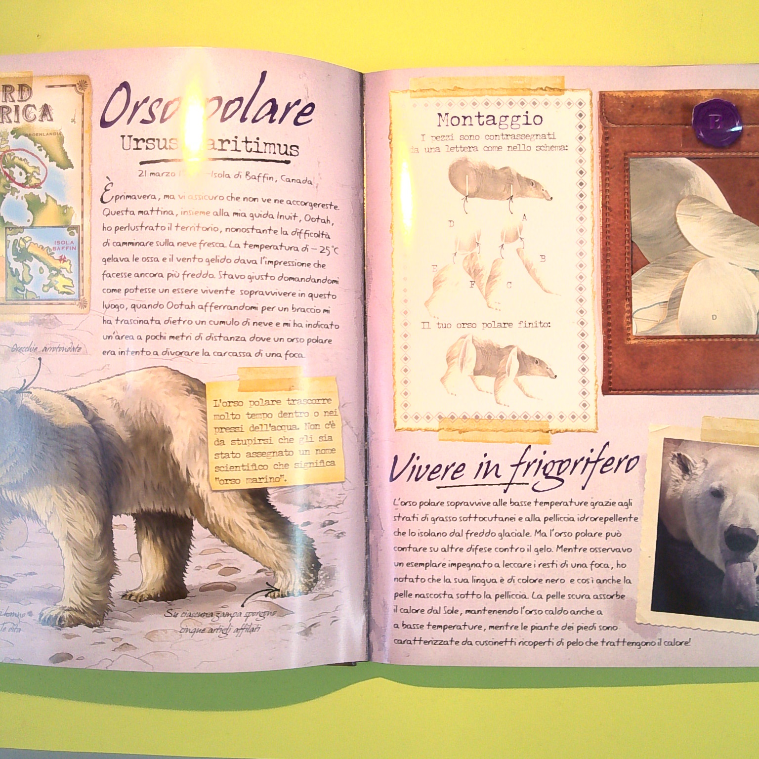 GLI ANIMALI DEI GHIACCI - immagine 4