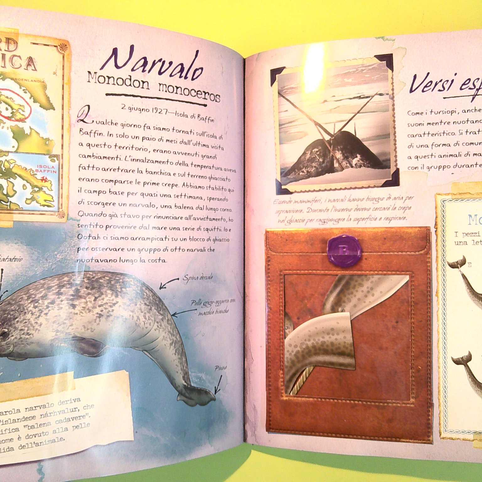 GLI ANIMALI DEI GHIACCI - immagine 3