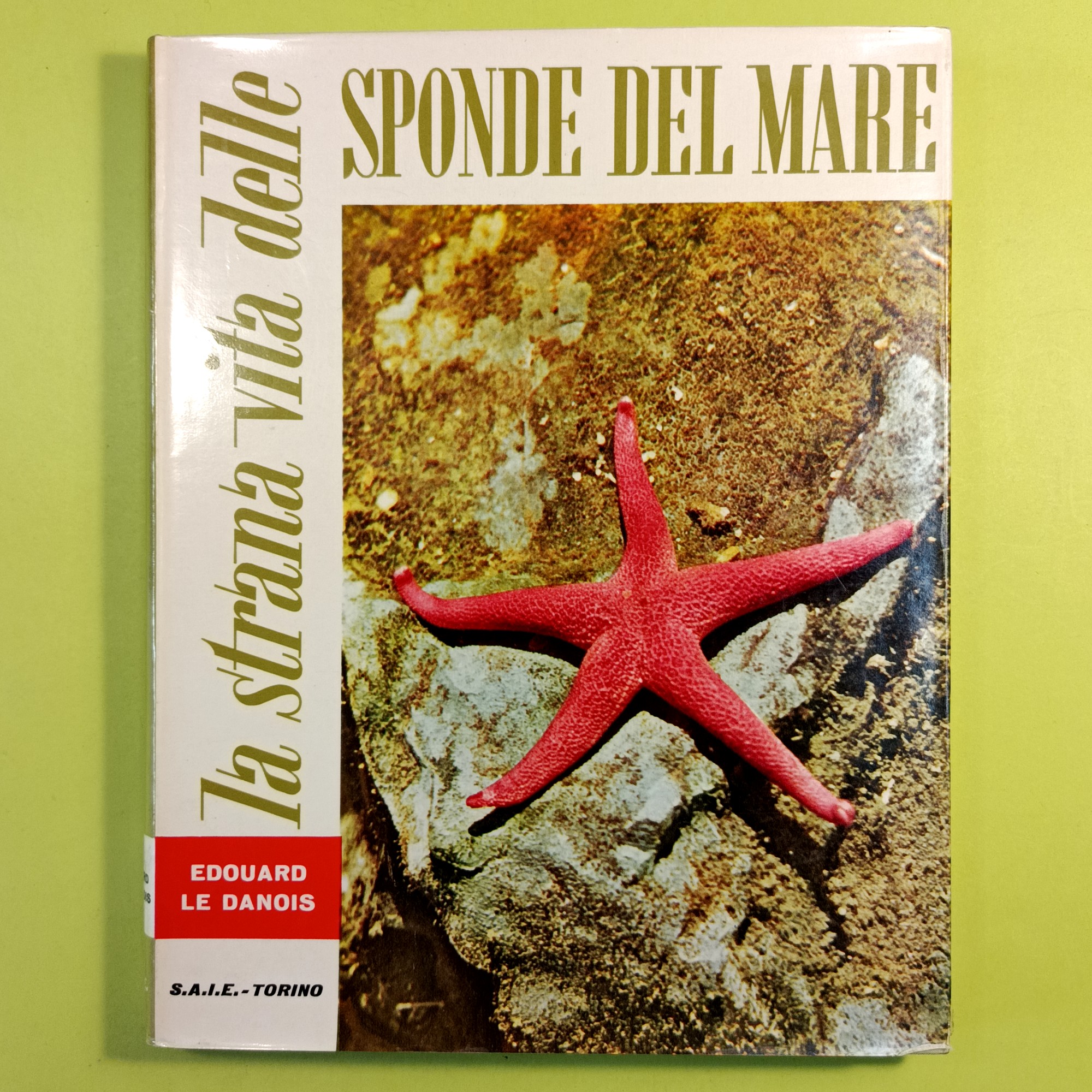 LA STRANA VITA DELLE SPONDE DEL MARE