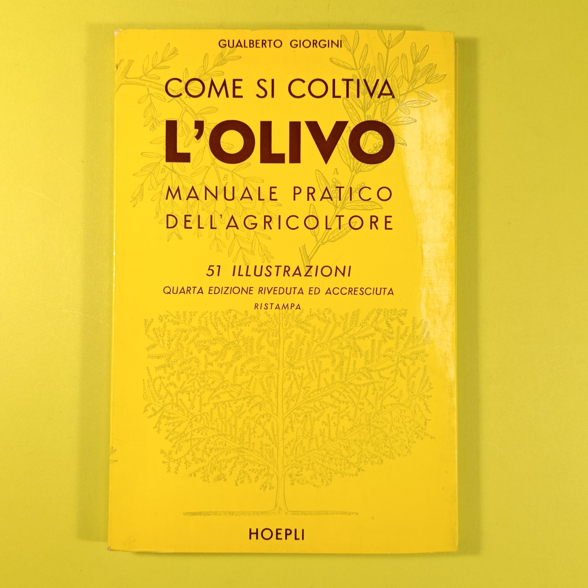 COME SI COLTIVA L'OLIVO