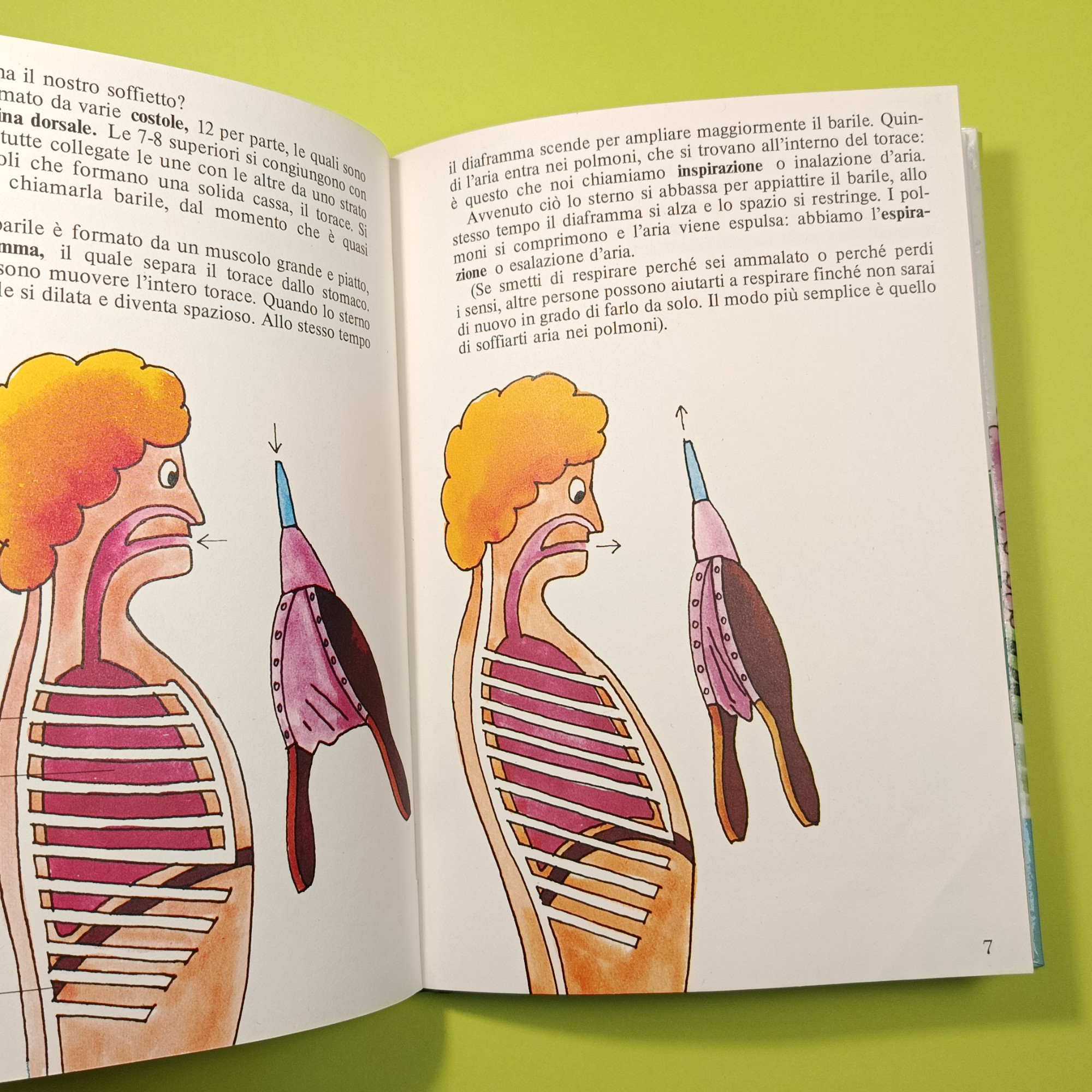 COME FUNZIONA IL NOSTRO CORPO - immagine 5
