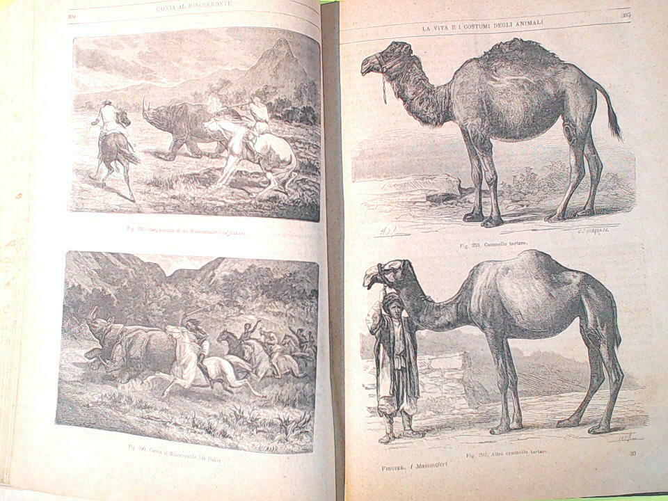 I MAMMIFERI E GLI UCCELLI FIGUIER TREVES 1872 - 1873 - immagine 4