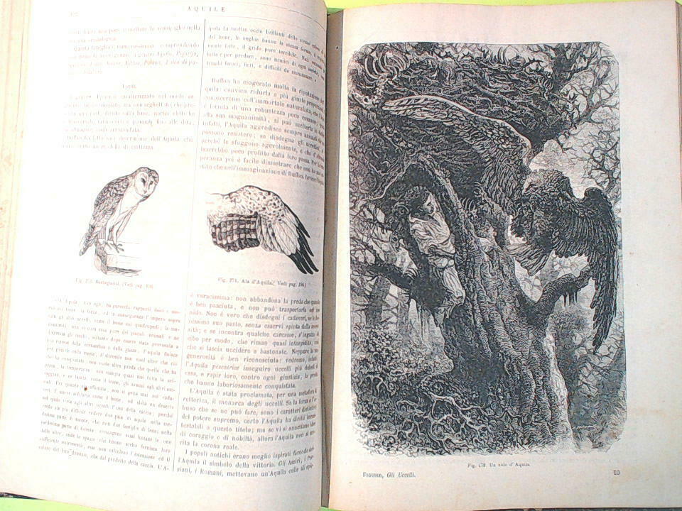 I MAMMIFERI E GLI UCCELLI FIGUIER TREVES 1872 - 1873 - immagine 6